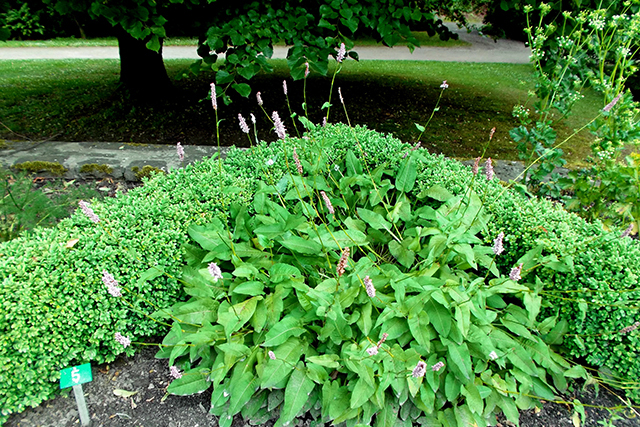 Der Schlangenknöterich blüht im Frühsommer.