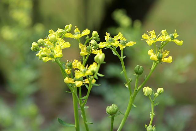 Die blühende Weinraute, Ruta graveolens L. in Beet 19.