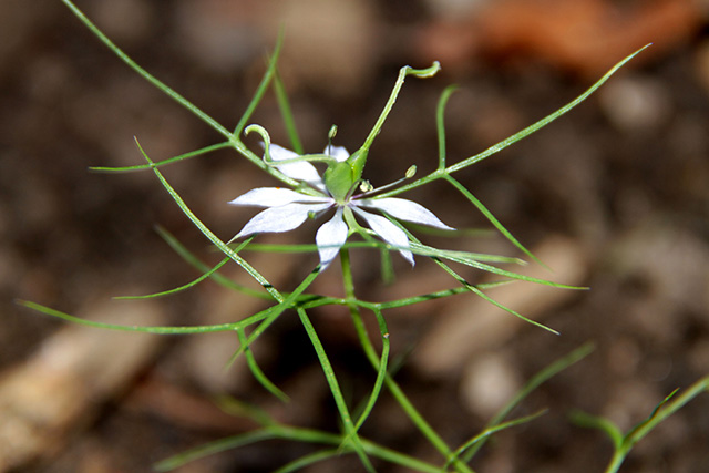 Schwarzkümmel, Nigella sativa L., mit seinen filigranen Blüten.